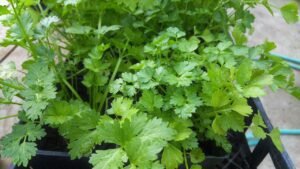 cilantro, green, leafy-2192646.jpg