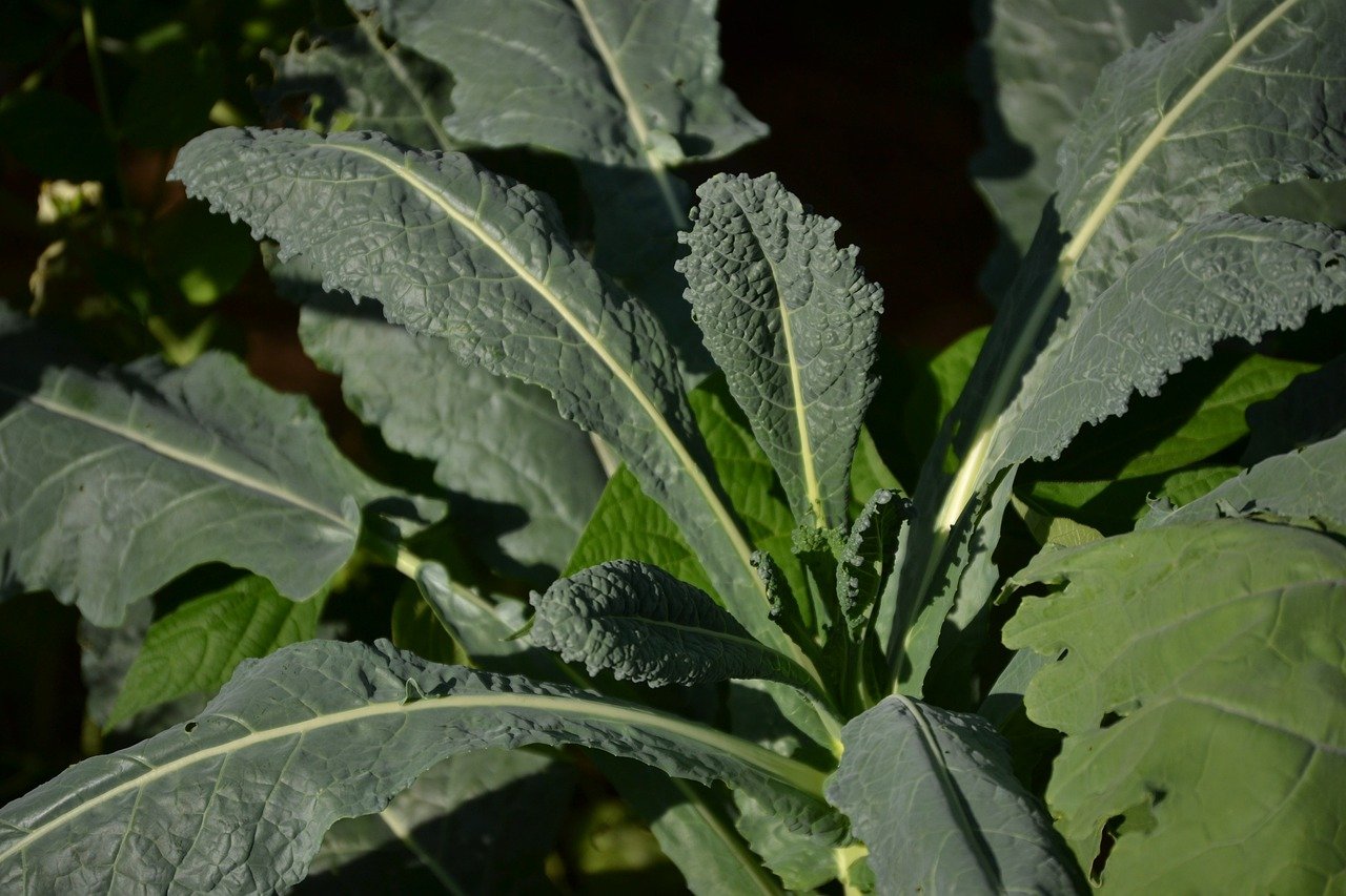 kale, garden, salad-252019.jpg