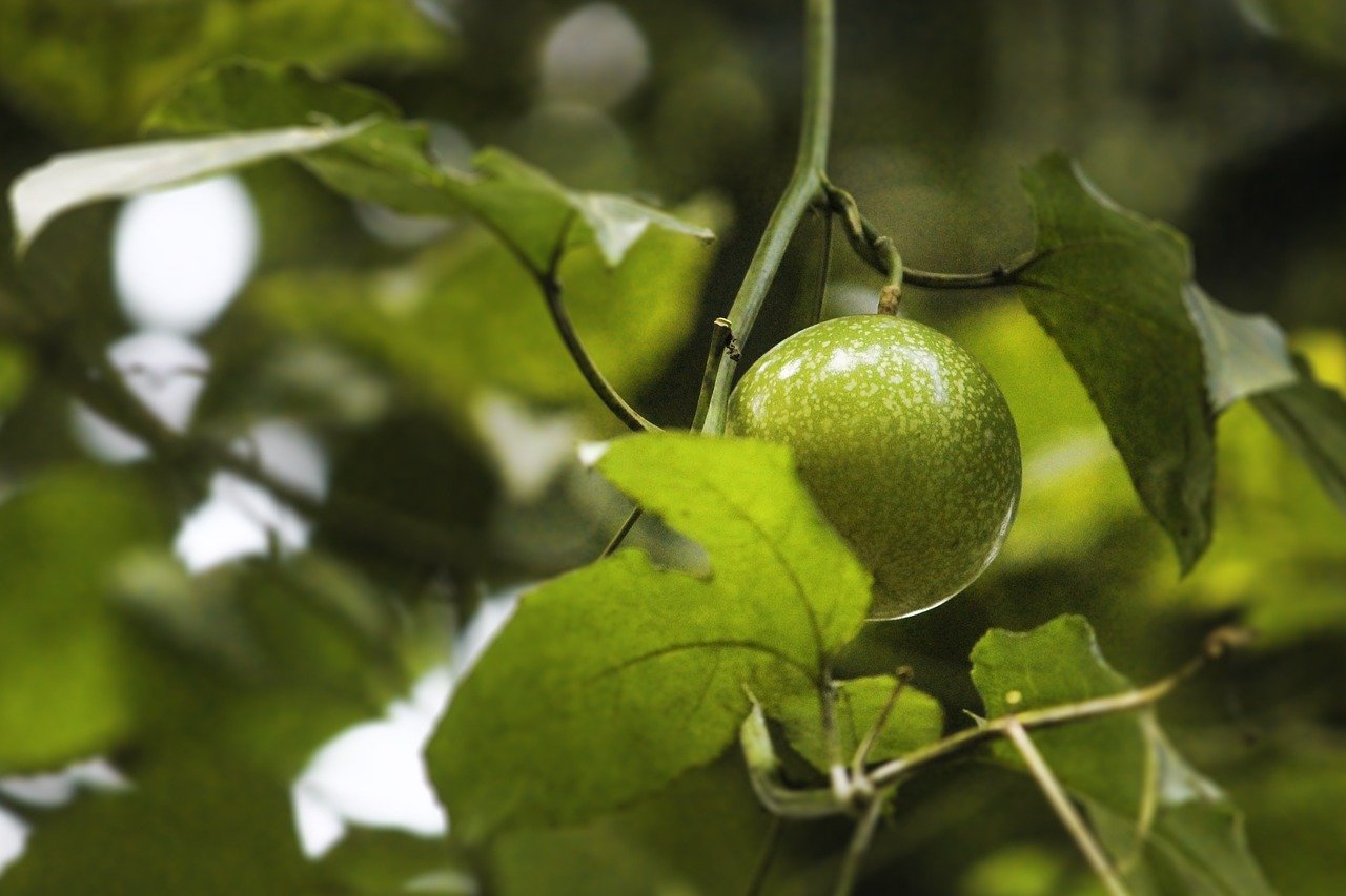 passion fruit, plant, fruit hanging-3624046.jpg