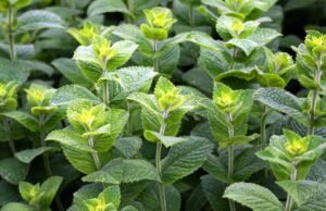 peppermint, green, leaves-3481470.jpg