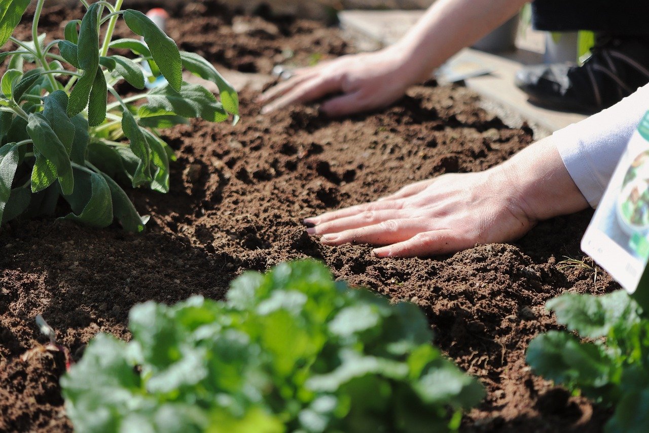 plant, hands, gardening-6151414.jpg