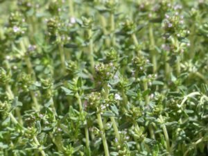 thyme, blossom, bloom-115379.jpg