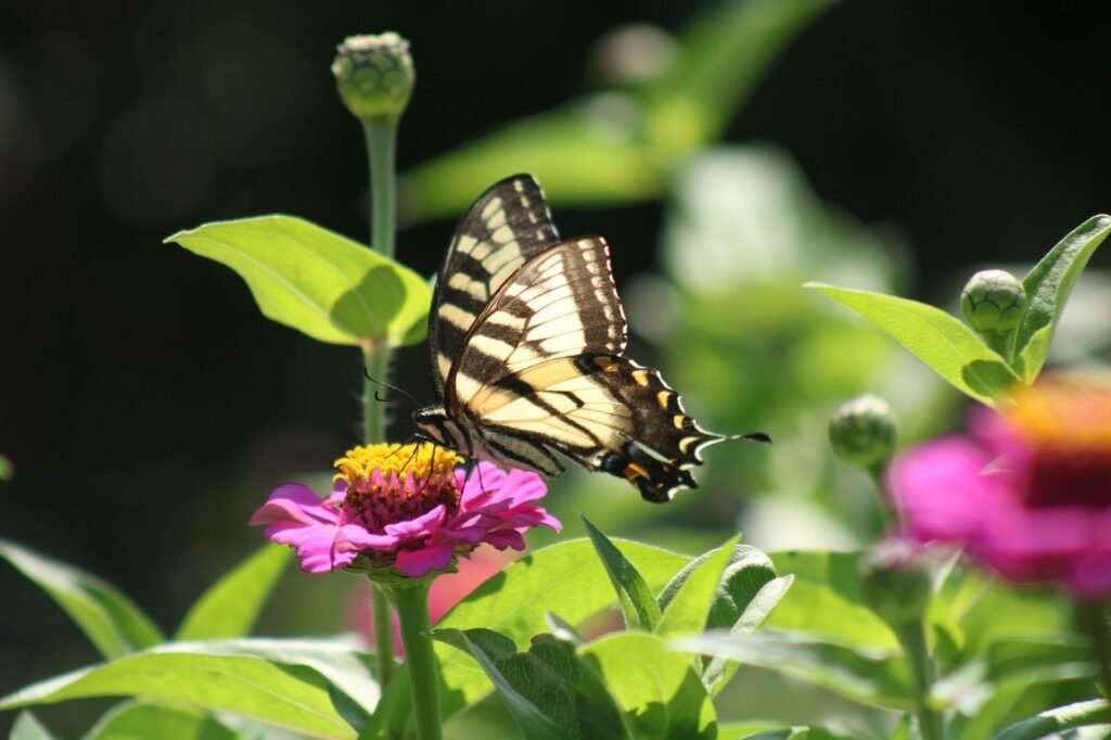 butterfly, flower background, insect-8296259.jpg