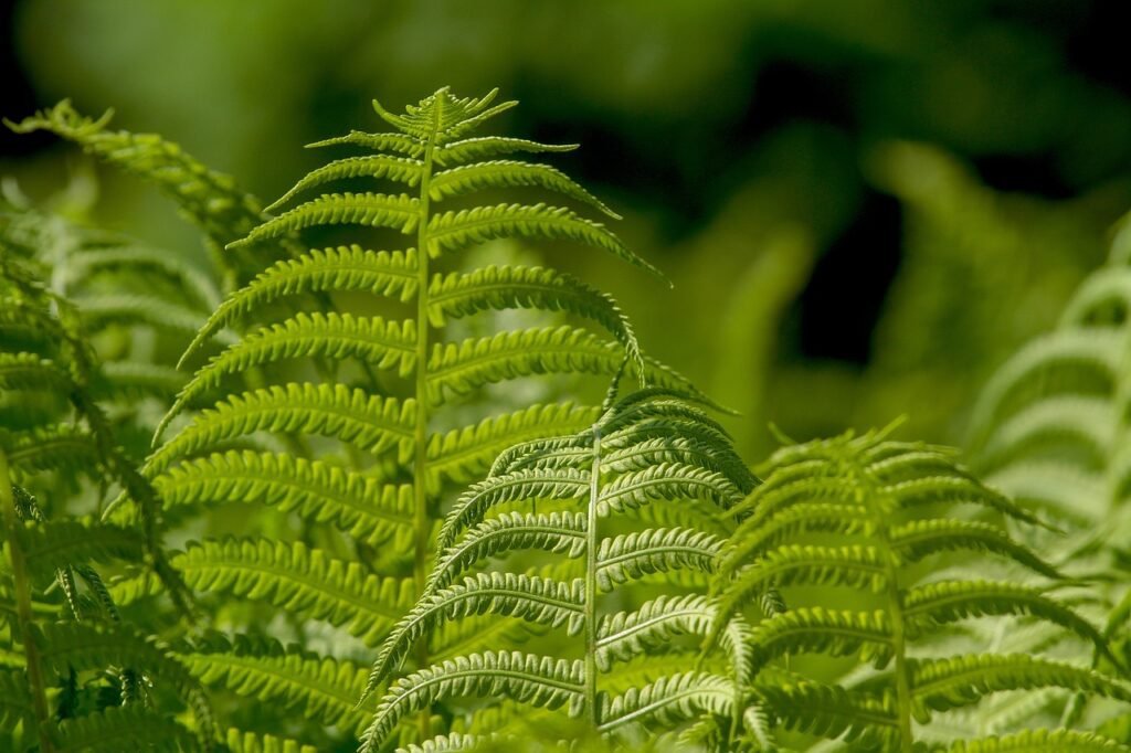 ferns, leaf, plant-3378058.jpg