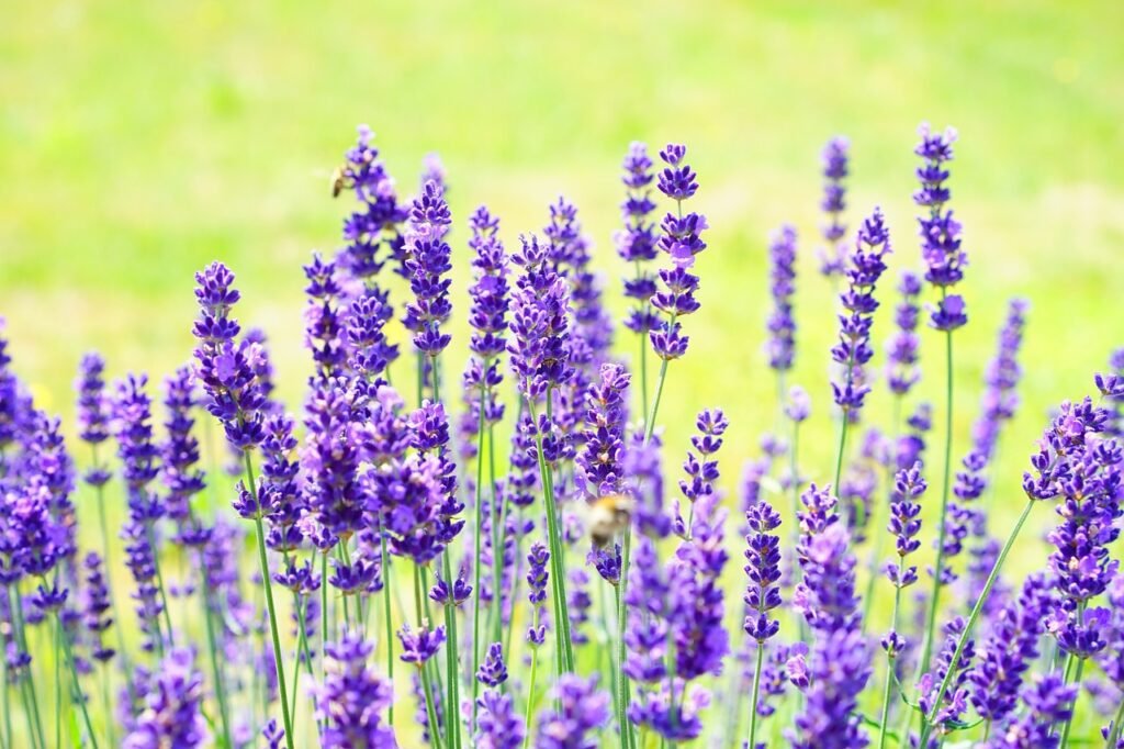 lavenders, flowers, flower wallpaper-1117274.jpg