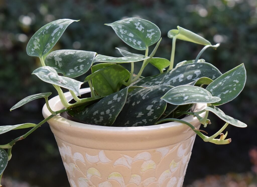 philodendron silva, container plant, plant-2026502.jpg